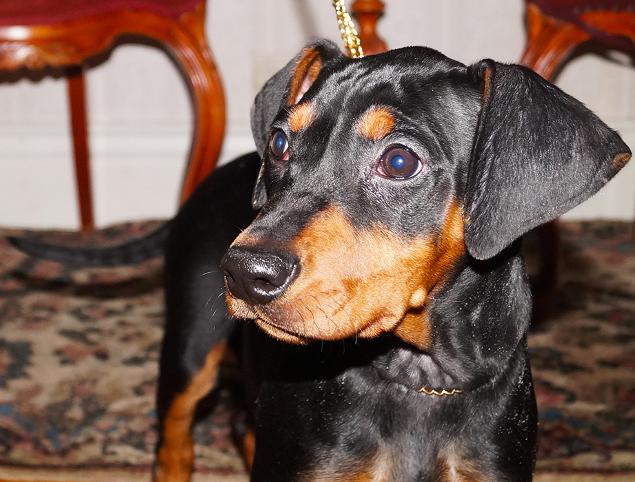 Pinscher * Xélanc Qualified Qiara 12 veckor